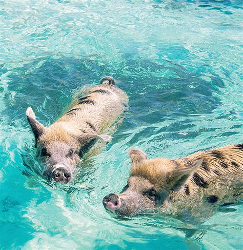 carnival swimming with pigs|Swimming with the Pigs: Express